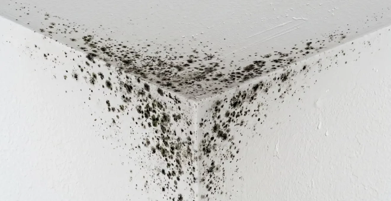 Taches de moisissures noires sur coin de mur et plafond en placoplâtre peint blanc dans une habitation résidentielle